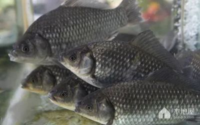 鯽魚繁殖適宜水溫范圍：鯽魚的繁殖期飼料選擇，提高鯽魚繁殖率的方法 其他寵物 第2張