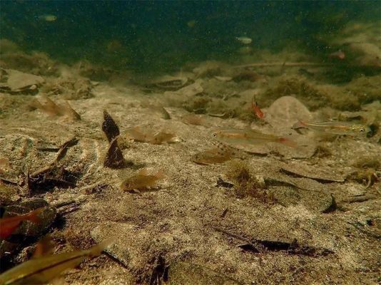 野生與人工魚價格對比：人工養(yǎng)殖與野生魚的價格對比