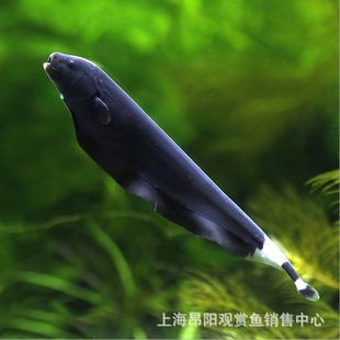 羽毛刀魚苗特殊時(shí)期護(hù)理：關(guān)于羽毛刀魚苗特殊時(shí)期護(hù)理的認(rèn)識(shí) 其他寵物 第4張