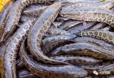 魚苗飼料品牌市場占有率：中國魚苗飼料行業(yè)發(fā)展前景如何？ 其他寵物 第3張