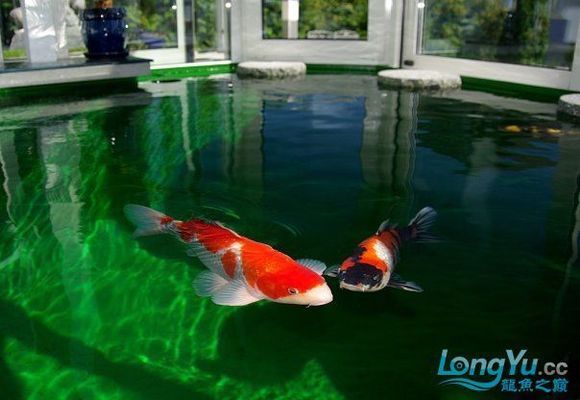 龍魚飼養(yǎng)水溫標準：關于龍魚飼養(yǎng)水溫的問題 水族問答 第2張