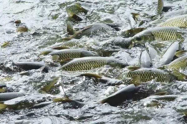 鴨嘴魚(yú)越冬管理方法：如何監(jiān)測(cè)鴨嘴魚(yú)越冬健康，鴨嘴魚(yú)越冬期疾病預(yù)防