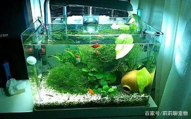 水族箱水草養(yǎng)護(hù)常見(jiàn)問(wèn)題解答：水族箱水草養(yǎng)護(hù)常見(jiàn)問(wèn)題及解決方案