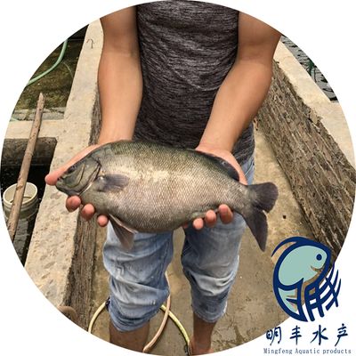 幼魚適宜水溫范圍：幼魚的適宜水溫范圍 其他寵物 第5張