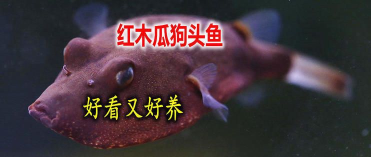 紅圓點狗頭魚繁殖環(huán)境模擬：模擬紅圓點狗頭魚的繁殖環(huán)境 其他寵物 第2張