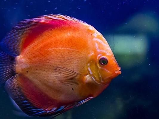 象鼻魚(yú)繁殖期如何控制水溫：象鼻魚(yú)繁殖期水質(zhì)管理技巧，象鼻魚(yú)繁殖期疾病預(yù)防方法 其他寵物 第5張