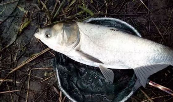 夏季釣泰龐海鰱魚優(yōu)勢：夏季釣泰龐海鰱魚有哪些優(yōu)勢 其他寵物 第2張