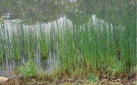 水蔥的藥用成分及效果研究：水蔥與其他利水中藥比較,水蔥的副作用及禁忌及禁忌 其他寵物 第2張