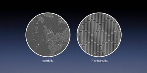 鯊魚繁殖方式的科學(xué)原理：鯊魚的繁殖方式 其他寵物 第6張