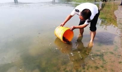 幼魚水質維護技巧：幼魚水質維護技巧包括定期更換水、使用過濾器來過濾器