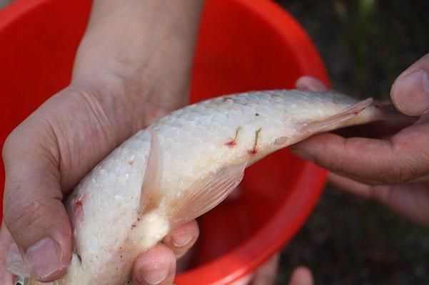 防治雪鯽魚(yú)錨頭魚(yú)蚤病的方法：夏季雪鯽魚(yú)錨頭蚤病高發(fā)原因,雪鯽魚(yú)錨頭蚤病的早期癥狀識(shí)別