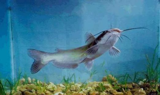 龍魚天冷不吃怎么辦：龍魚冬季不吃食怎么辦 水族問答 第1張