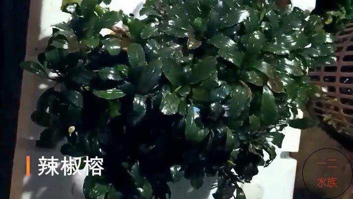 水草增氧效果對(duì)比分析：水族箱增氧設(shè)備推薦，水草與魚類共生關(guān)系，水草養(yǎng)護(hù)技巧分享 其他寵物 第4張