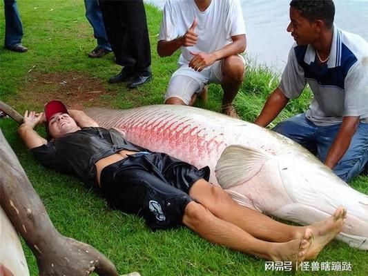 巨骨舌魚(yú)體色變化的生物學(xué)意義：巨骨舌魚(yú)體色變化的生物學(xué)意義在于其適應(yīng)環(huán)境的能力與捕食者的行為策略 其他寵物 第2張