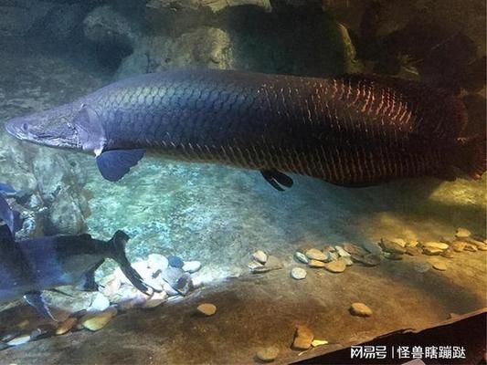 巨骨舌魚(yú)體色變化的生物學(xué)意義：巨骨舌魚(yú)體色變化的生物學(xué)意義在于其適應(yīng)環(huán)境的能力與捕食者的行為策略 其他寵物 第5張