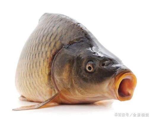 魚(yú)飼料氣味鑒別要點(diǎn)：優(yōu)質(zhì)魚(yú)飼料氣味鑒別誤區(qū)魚(yú)飼料氣味與營(yíng)養(yǎng)關(guān)系