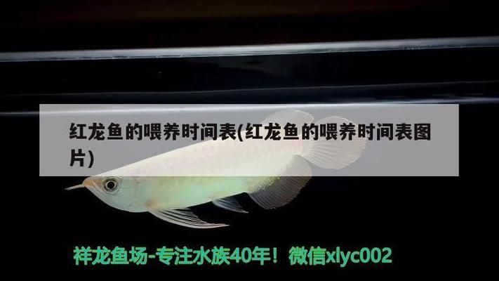 星鉆魚喂食頻率與生長關系：星鉆魚的喂食頻率對其生長有什么影響？ 其他寵物 第5張