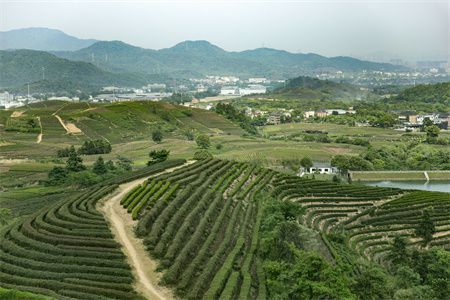 龍魚瞳孔變透明了：關(guān)于龍魚瞳孔變透明的問題 水族問答 第2張