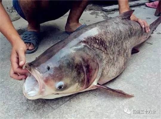 泰龐海鰱魚飼料自制方法