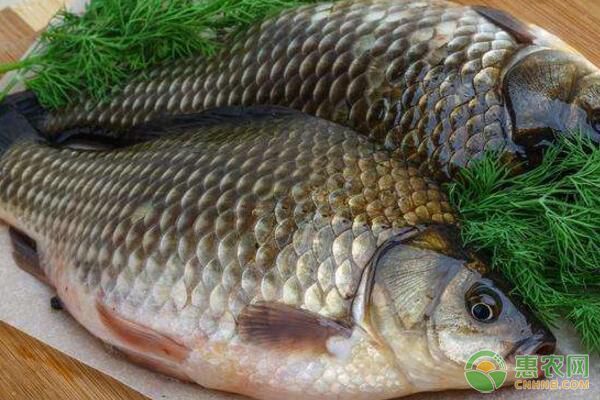 雪鯽魚繁殖后幼魚護理：雪鯽魚繁殖后幼魚護理策略， 其他寵物 第3張