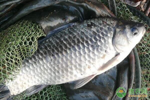 雪鯽魚繁殖后幼魚護理：雪鯽魚繁殖后幼魚護理策略， 其他寵物 第5張