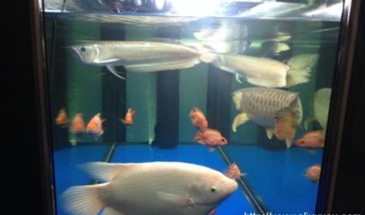 成年野彩魚(yú)日常護(hù)理要點(diǎn)：野彩魚(yú)飼料自制方法 其他寵物 第4張