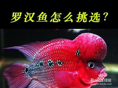 如何挑選健康的羅漢魚苗：如何挑選羅漢魚 其他寵物 第6張