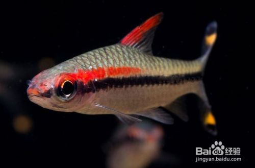 一眉道人魚食物選擇指南：一眉道人魚飼料品牌推薦, 其他寵物 第4張