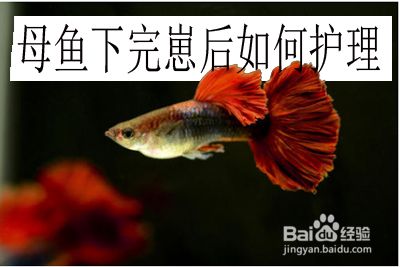 三間鼠魚產(chǎn)后護理要點：三間鼠魚產(chǎn)后護理 其他寵物 第5張