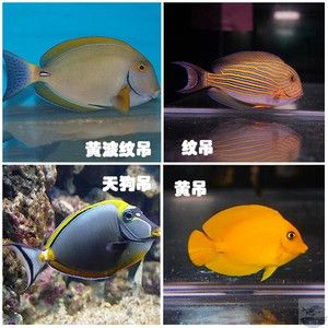 和尚魚適宜的水質參數：和尚魚適合的水質參數