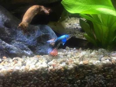 白子球鯊魚幼體飼養(yǎng)水族箱要求：白子球鯊魚幼體鯊魚幼體飼養(yǎng)水族箱飼養(yǎng)需求和注意事項(xiàng) 其他寵物 第3張