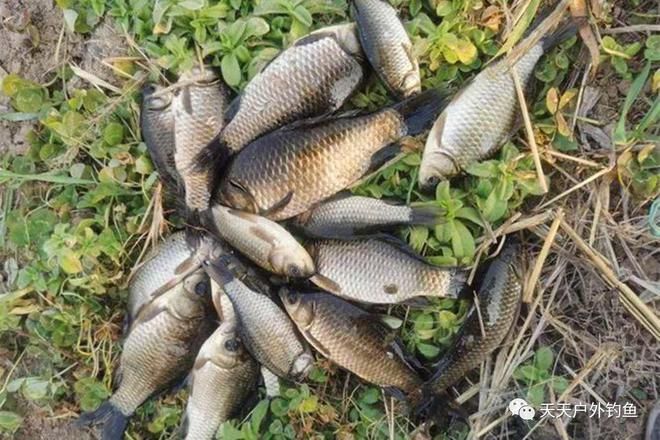 龍魚突然暴斃掉了好多魚鱗怎么回事：龍魚為何會突然暴斃？ 水族問答 第2張