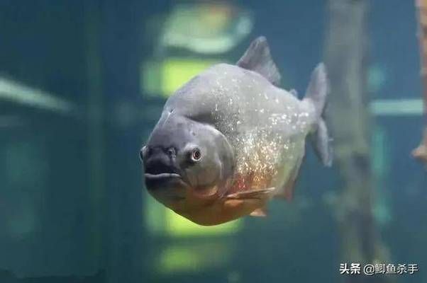 亞馬遜河魚類繁殖習性：亞馬遜河魚類的繁殖習性 其他寵物 第4張