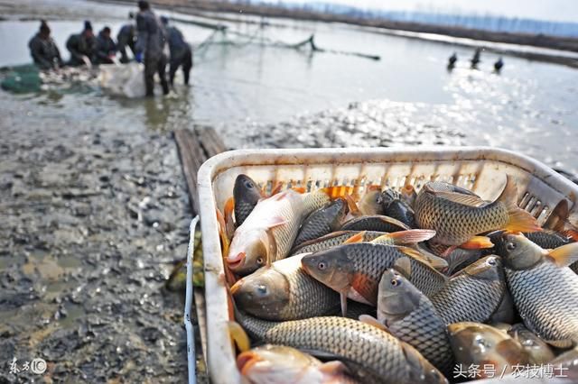 泰龐海鰱魚繁殖行為的觀察記錄：泰龐海鰱魚的繁殖方式 其他寵物 第3張