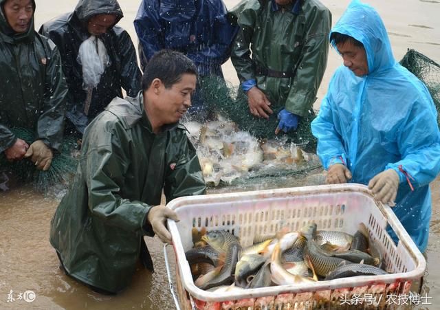 泰龐海鰱魚繁殖行為的觀察記錄：泰龐海鰱魚的繁殖方式 其他寵物 第4張