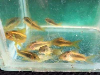 三間鼠魚繁殖后餌料選擇：三間鼠魚幼魚專用餌料 其他寵物 第4張