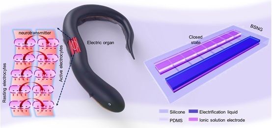 電鰻發(fā)電與生物電現(xiàn)象研究：電鰻發(fā)電與人類醫(yī)療技術(shù) 其他寵物 第5張