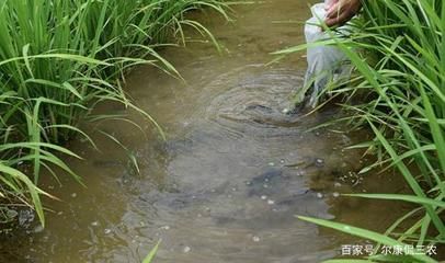 混養(yǎng)魚類飼料營(yíng)養(yǎng)配比：混養(yǎng)魚類飼料的營(yíng)養(yǎng)配比 其他寵物 第5張