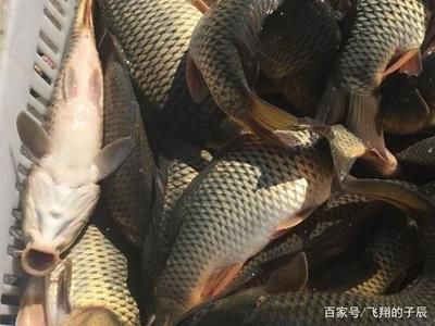 混養(yǎng)魚類飼料營(yíng)養(yǎng)配比：混養(yǎng)魚類飼料的營(yíng)養(yǎng)配比 其他寵物 第4張