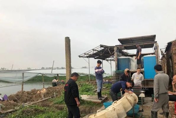 海象魚飼料中維生素補(bǔ)充方法：海象魚的維生素添加方法 其他寵物 第5張