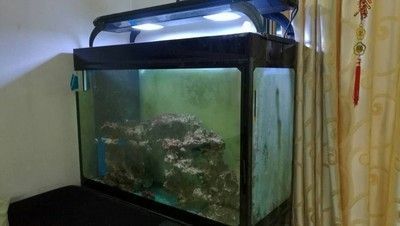 海象魚(yú)繁殖期飼料自制方法：海象魚(yú)繁殖期飼料添加劑選擇海象魚(yú)繁殖期飼料保存技巧 其他寵物 第4張