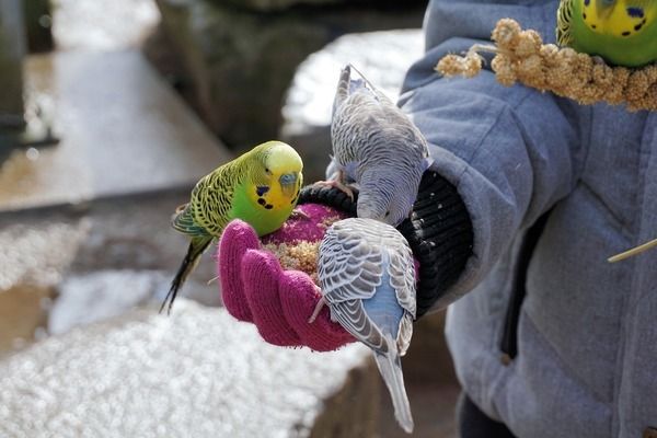 申古三間魚飼料搭配建議：申古三間魚飼料教程 其他寵物 第4張