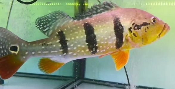 三間魚繁殖期光照管理案例：三間魚繁殖期飼料選擇指南,三間魚繁殖期疾病預(yù)防方法 其他寵物 第5張