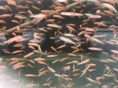 泰龐海鰱魚繁殖成功案例分享：泰龐海鰱魚的繁殖成功案例 其他寵物 第1張