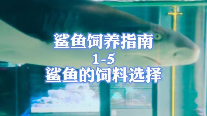 龍魚突然不吃蝦了怎么回事：為什么我的龍魚突然停止了吃蝦 水族問(wèn)答 第1張