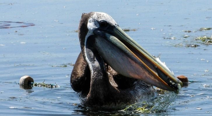 六角恐龍魚喜歡吃什么？：六角恐龍魚喜歡吃什么食物 其他寵物 第2張