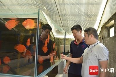 龍魚突然不開口吃食了：龍魚突然不吃食怎么辦？ 水族問答 第1張