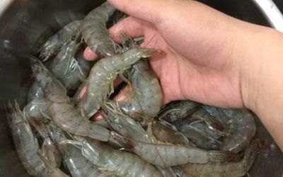 冷凍魚食快速處理方法：冷凍魚食快速解凍的科學(xué)原理， 其他寵物 第1張