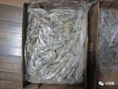 冷凍魚食快速處理方法：冷凍魚食快速解凍的科學(xué)原理， 其他寵物 第3張