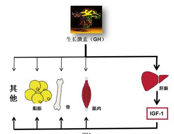 幼魚滲透壓調(diào)節(jié)的具體過程：幼魚滲透壓調(diào)節(jié)機(jī)制至關(guān)重要 其他寵物 第3張